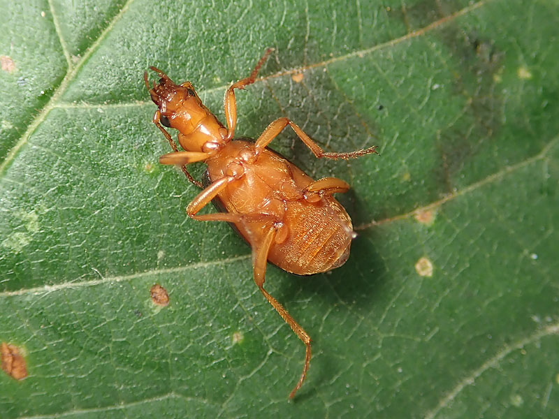 Carabidae: Brachinus plagiatus